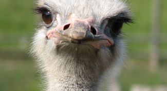 Картинка по теме - как выращивать страусов