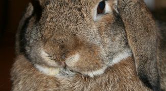 Картинка по теме - как воспитывать кролика