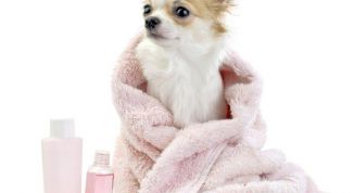 Картинка по теме - как мыть чихуахуа