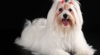 Картинка по теме - как измерить рост собаки