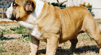 Картинка по теме - как научить собаку стоять в стойке