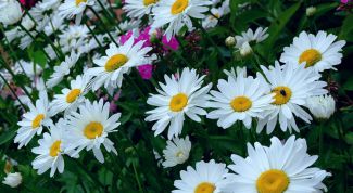 Картинка по теме - как продать садовый участок