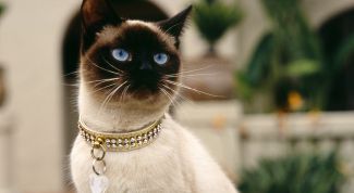 Картинка по теме - как повысить аппетит у кошки