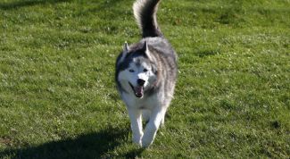 Картинка по теме - как определить, что у собаки течка