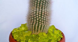 Картинка по теме - как привить кактус