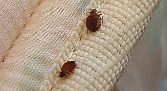 Картинка по теме - как вывести клопов в домашних условиях