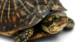 Картинка по теме - как определить пол черепашки