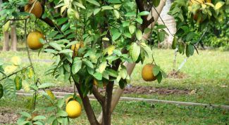 Картинка по теме - как вырастить памело