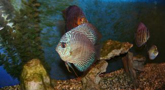 Картинка по теме - как подменять воду в аквариуме