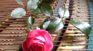 Картинка по теме - как играть на фортепьяно