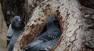 Картинка по теме - как избавиться от голубей на балконе