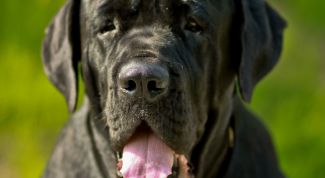 Картинка по теме - как лечить кашель собаки