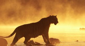 Картинка по теме - как сделать тигра