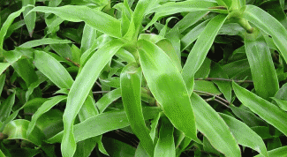 Картинка по теме - как приготовить настойку золотого уса