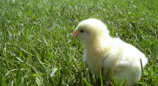 Картинка по теме - как открыть птицеферму