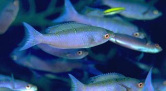 Картинка по теме - как определить возраст рыб