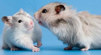 Картинка по теме - как отличить хомяков по полу