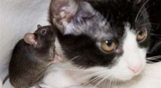 Картинка по теме - как вывести мышей