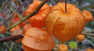 Картинка по теме - как вырастить физалис