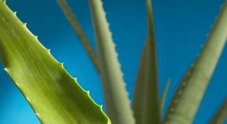 Картинка по теме - как хранить алоэ