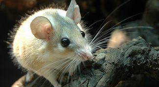 Картинка по теме - как содержать мышь