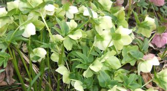 Картинка по теме - как пить морозник для похудения