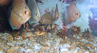 Картинка по теме - как отредактировать фотки