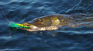 Картинка по теме - как найти щуку