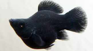 Картинка по теме - как отличить самку моллинезии от самца