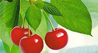 Картинка по теме - как нарисовать вишню