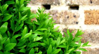 Картинка по теме - как нарисовать куст