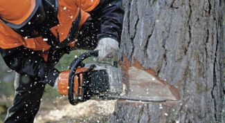 Картинка по теме - как спилить дерево бензопилой