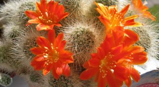 Картинка по теме - как вырастить кактусы из семян