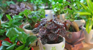 Картинка по теме - как узнать название комнатного растения