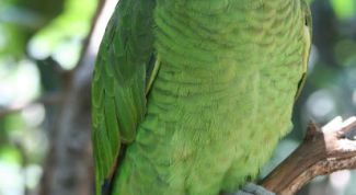 Картинка по теме - как назвать волнистого попугайчика