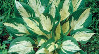 Картинка по теме - как вырастить хосту