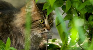 Картинка по теме - как избавиться от домашних мышей