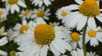 Картинка по теме - как использовать ромашку