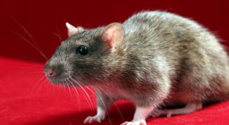 Картинка по теме - как выбрать крысу