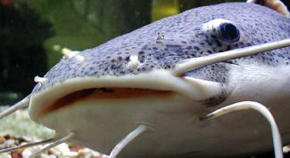 Картинка по теме - как разделать сома