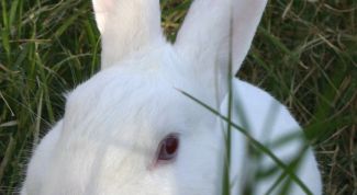 Картинка по теме - как купать кролика