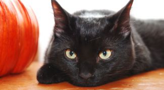 Картинка по теме - как узнать породу котов