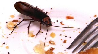 Картинка по теме - как вытравить тараканов