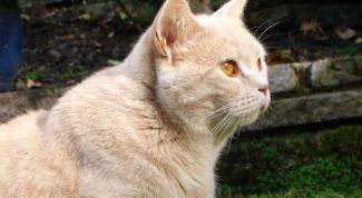 Картинка по теме - как выбрать шотландского котенка