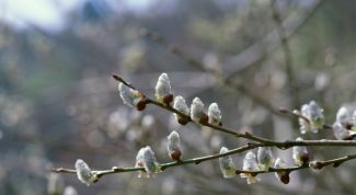 Картинка по теме - как поздравить с новруз байрамом