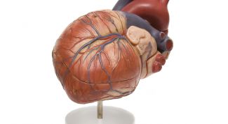 Картинка по теме - как снизить адреналин