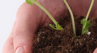 Картинка по теме - как ускорить рост растений