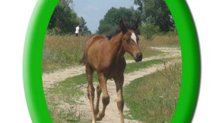 Картинка по теме - как сделать фотографии овальными