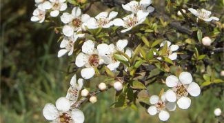 Картинка по теме - как использовать масло чайного дерева