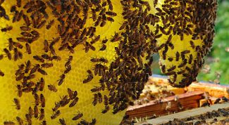 Картинка по теме - как создать пасеку